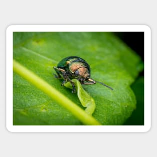 A gorgeous metallic leaf beetle (Nodina sp) munching on a leaf Sticker